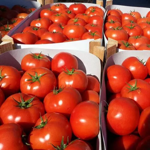 Видео: как формировать томат в 1 и в 2 стебля