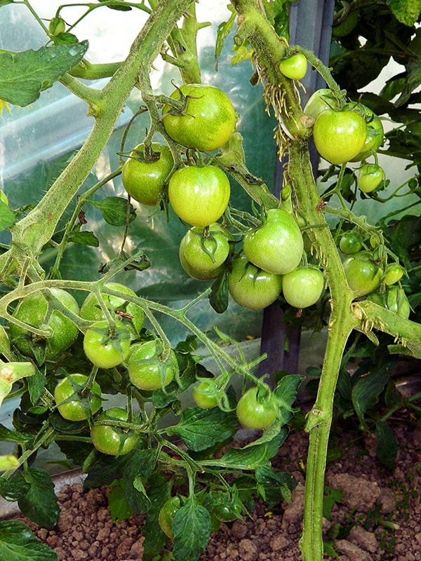 Описание сорта томата Зеленый виноград, отзывы, фото