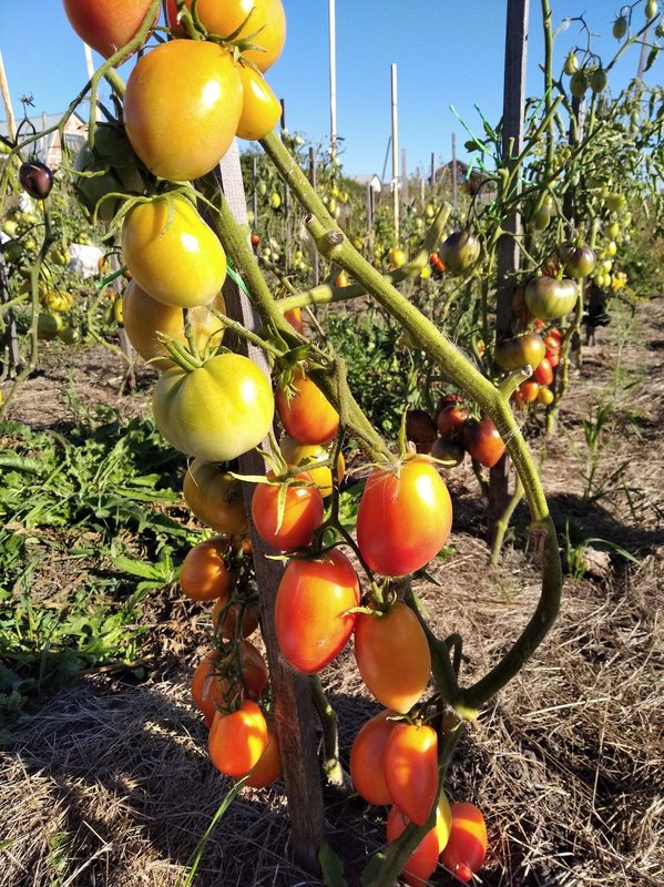 Особенности выращивания помидоров Хохол гигантский