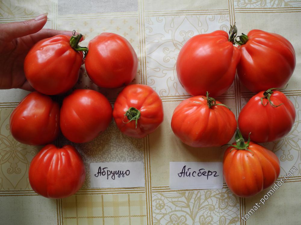 Видео: Сорт томата Абруццо, обзор