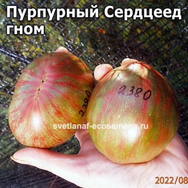 Описание и характеристика томата Гном Пурпурный сердцеед, отзывы, фото