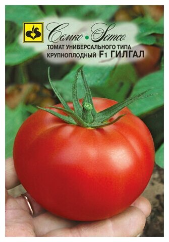 Особенности выращивания помидоров Гилгал, посадка и уход