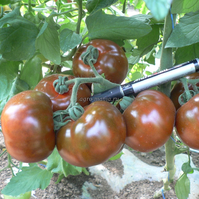 Агротехника выращивания томата Африка
