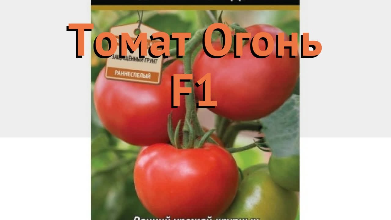 Особенности выращивания томатов Огонь