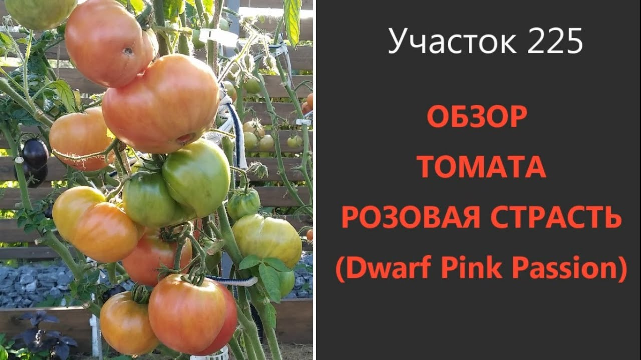 Описание и характеристика томата Розовая страсть, отзывы, фото