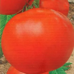 Особенности выращивания томата Весна, посадка и уход