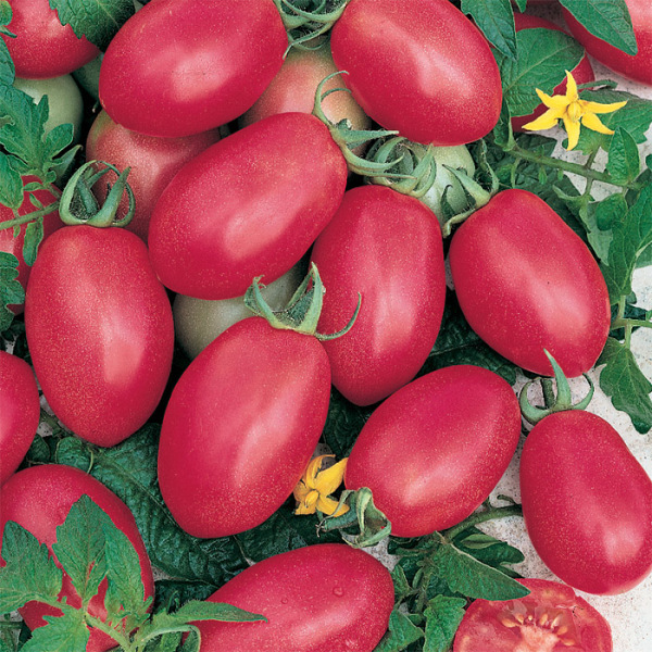 Описание сорта помидоров Де Барао розовый, отзывы, фото