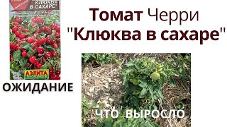 Секреты возделывания томатов черри, видео