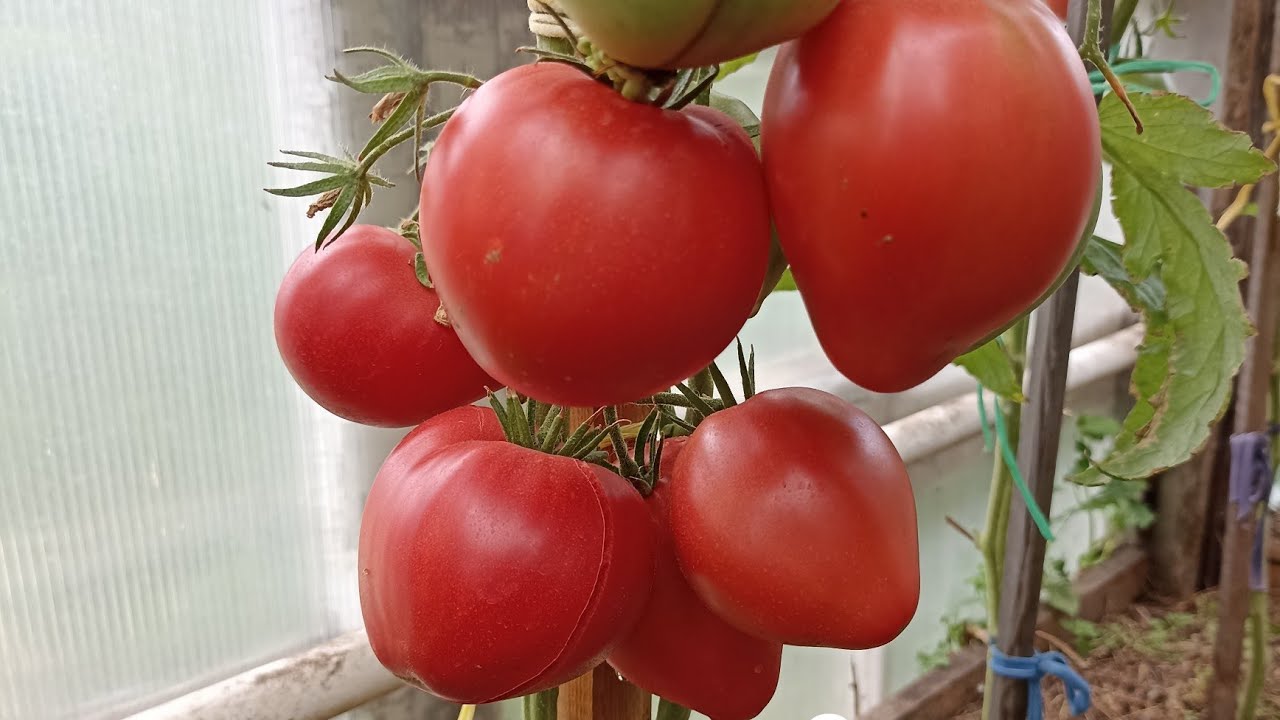 Видео: Самые вкусные томаты