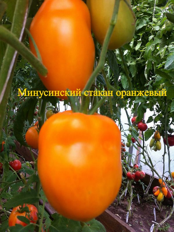 Томат Стаканы оранжевые минусинские