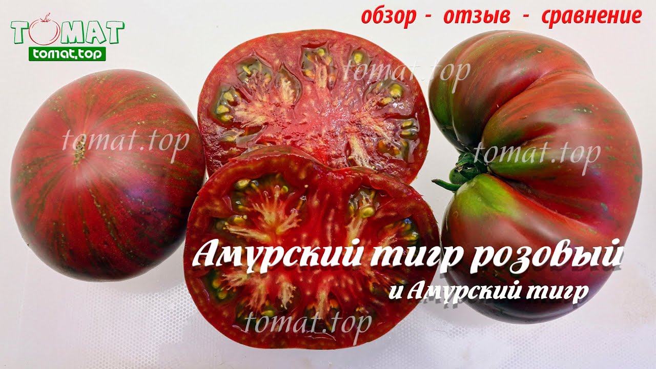 Особенности выращивания томата
