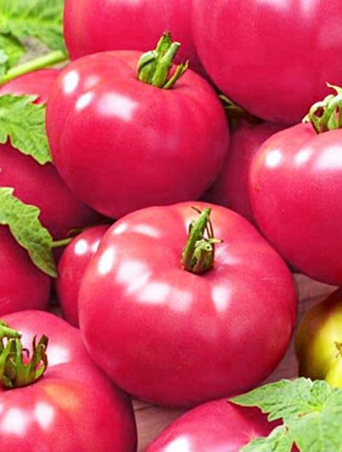 Особенности выращивания томата Розовая мечта, посадка и уход