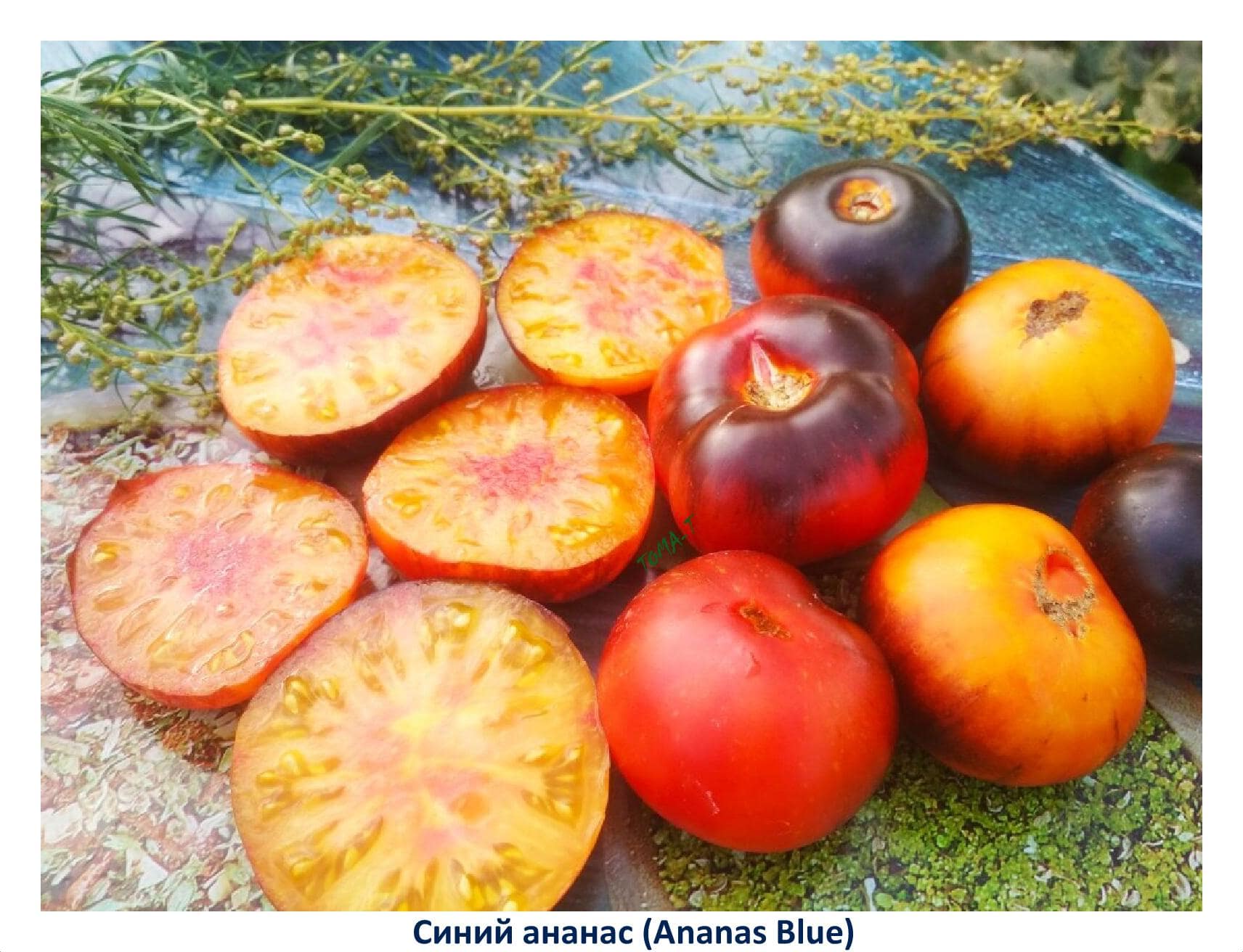 Описание и характеристика томата Синий ананас, отзывы, фото
