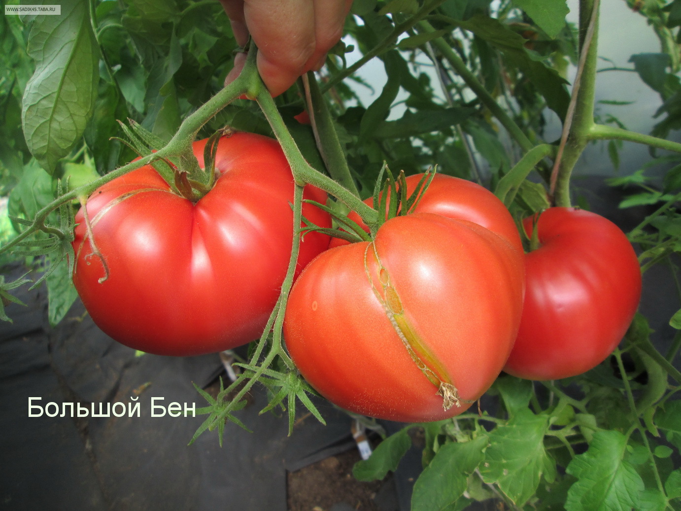Видео: Самые вкусные сорта томатов, обзор