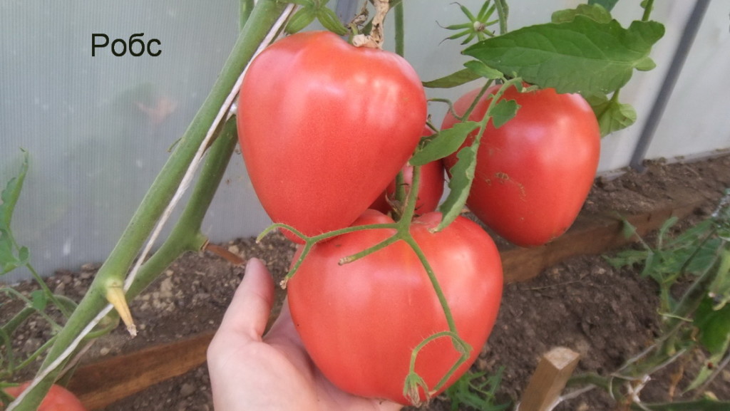Особенности выращивания помидоров Робс, посадка и уход