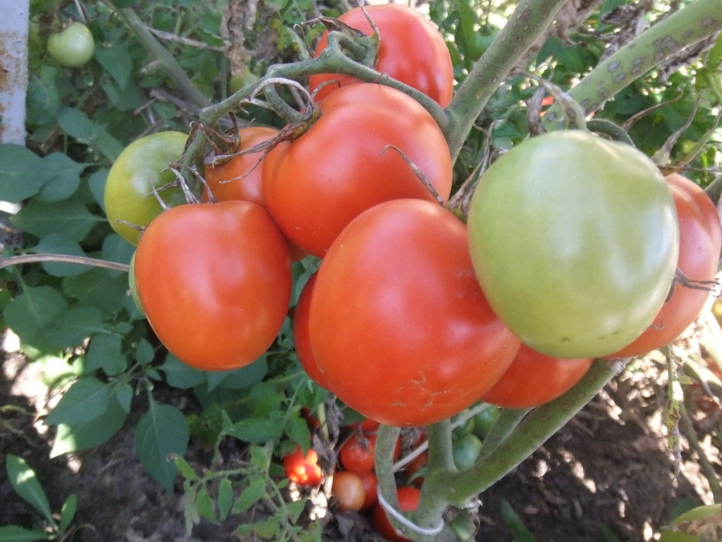 Особенности выращивания помидоров Юлиана, посадка и уход