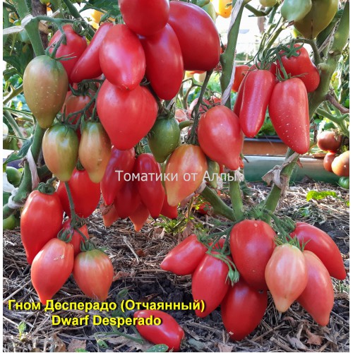 Описание и характеристика сорта томата Отчаянный, отзывы, фото