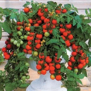 Особенности выращивания помидоров Садовая жемчужина