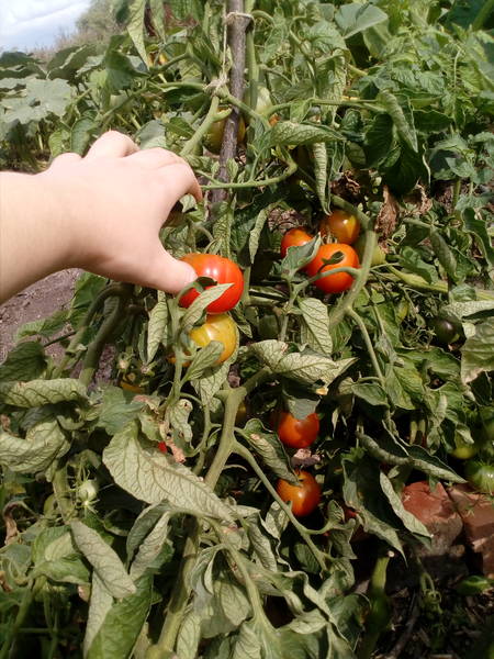 Уход за томатами Моравского чуда