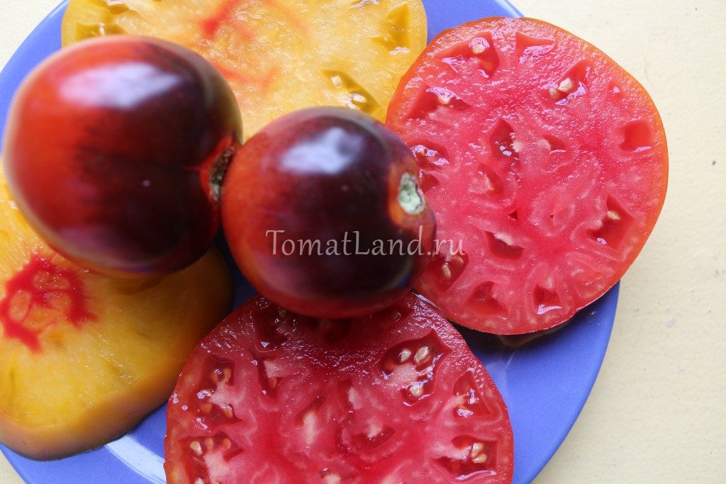 Как купить семена томатов и не быть обманутым