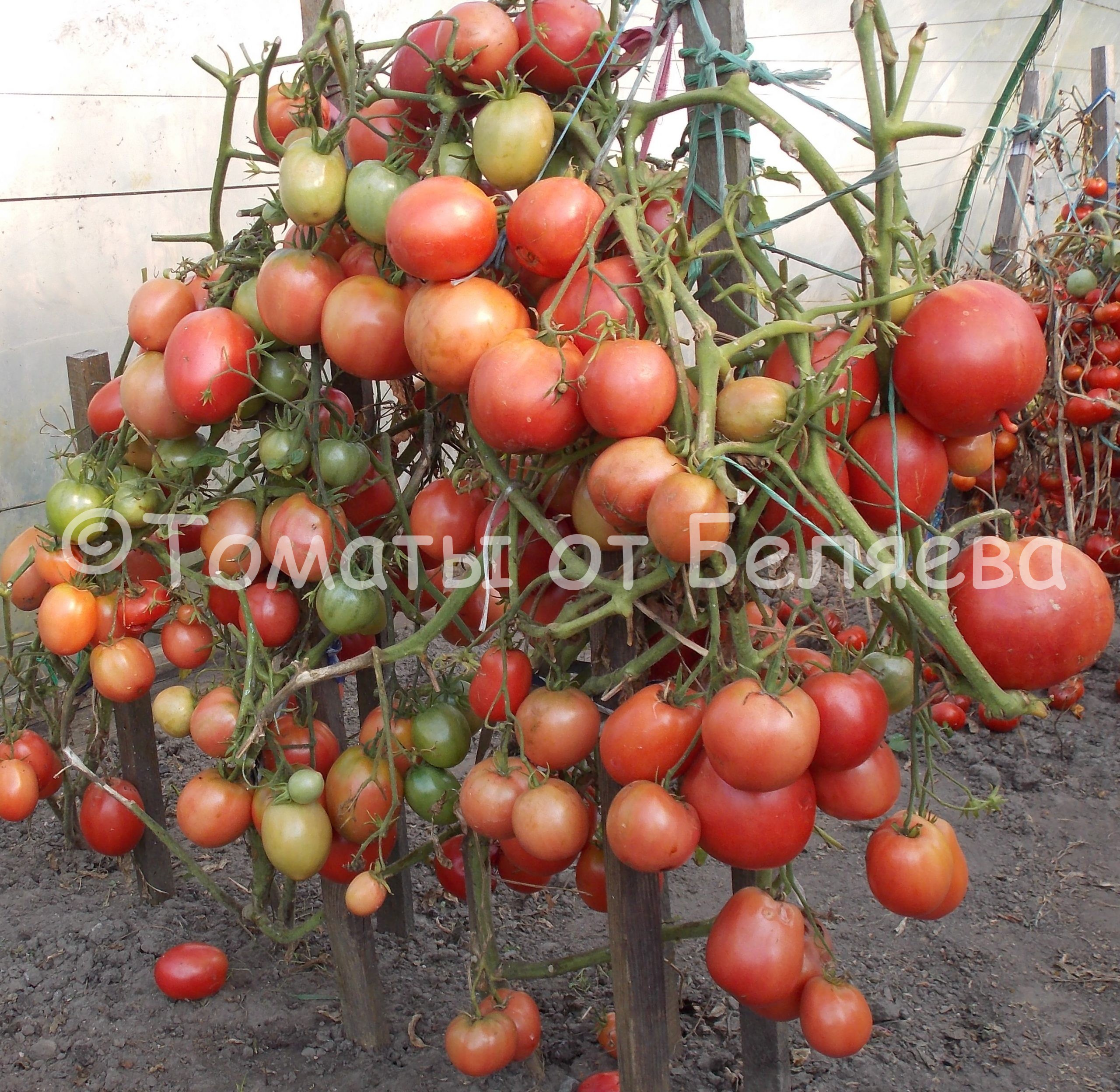 Особенности выращивания помидоров, посадка и уход