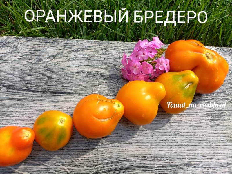 Томат Оранжевый Бредеро