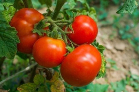 Видео: Сорт томатов Метелица, обзор