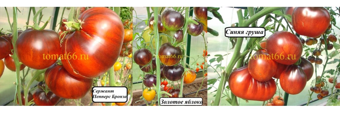Особенности выращивания томатов Сайт, посадка и уход
