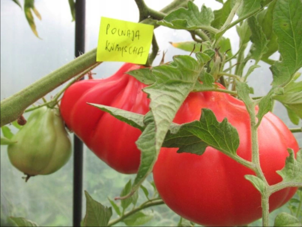 Особенности выращивания томата Кубышка, посадка и уход
