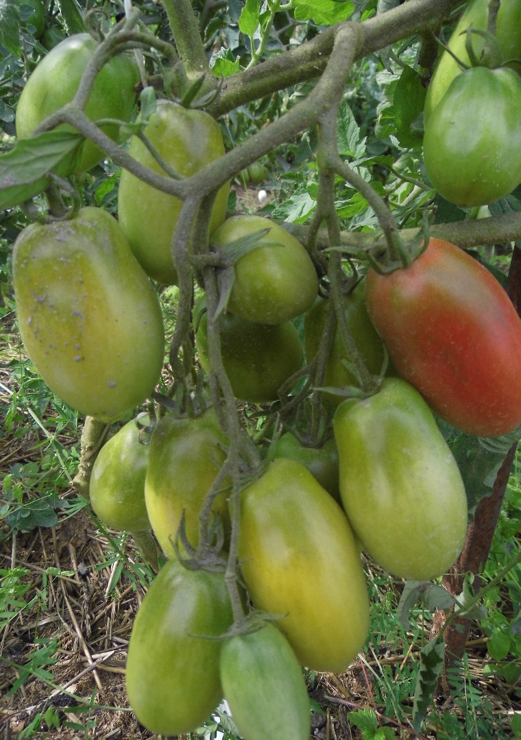 Описание и характеристика томатов 