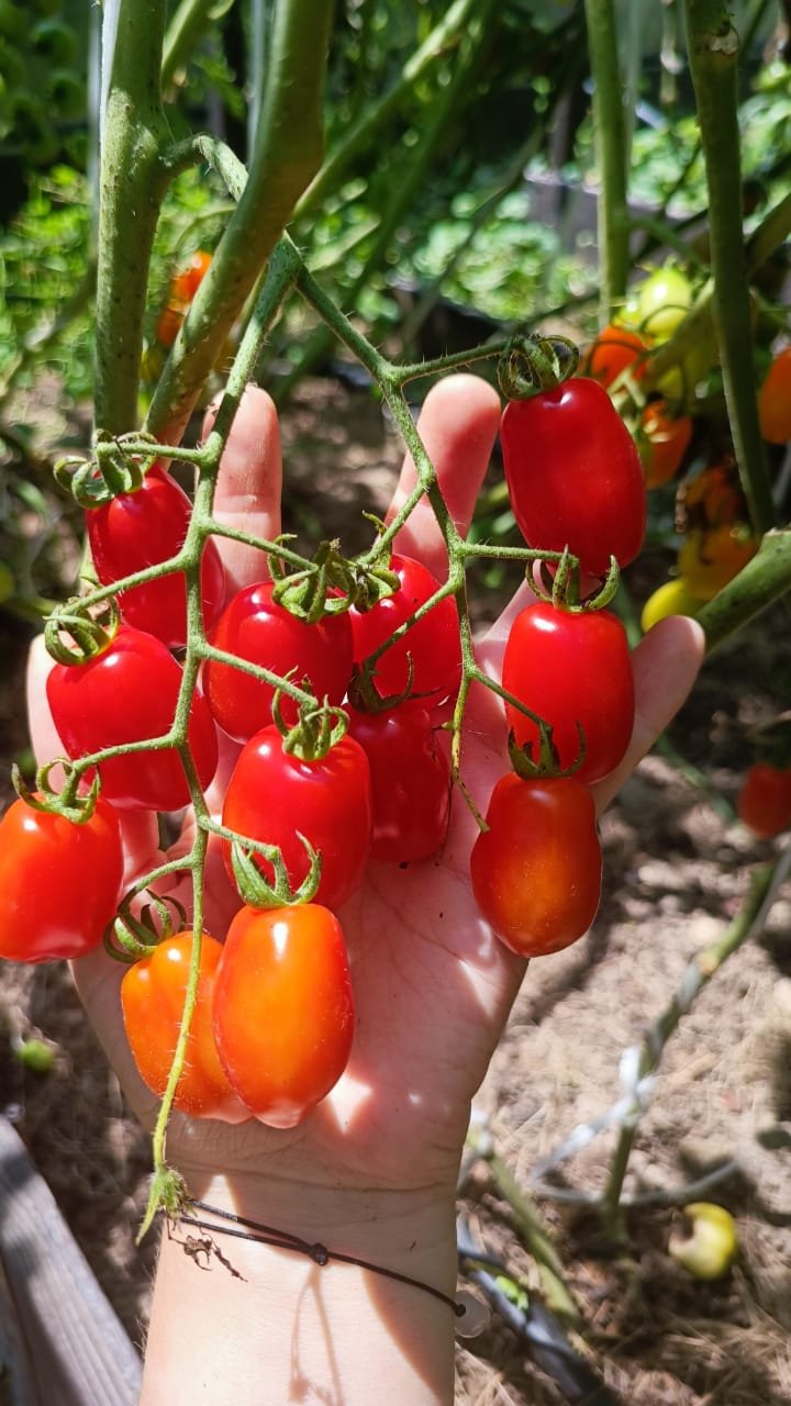 Новинки сортов томатов прошедшего года
