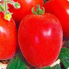 Особенности выращивания помидоров Мохнатый шмель