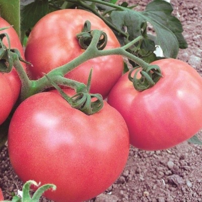 Урожайность томата Розмарин