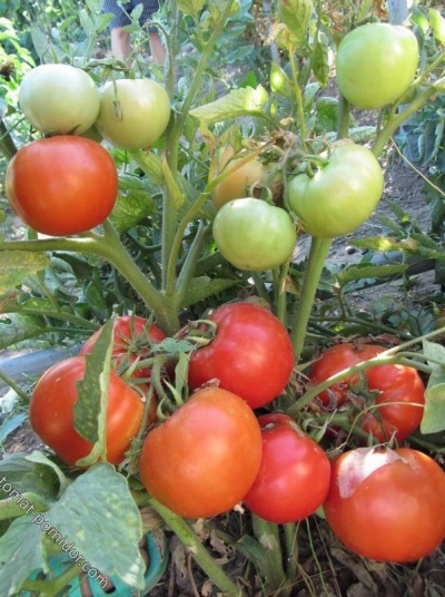 Описание томата Штамбовый крупноплодный, отзывы, фото