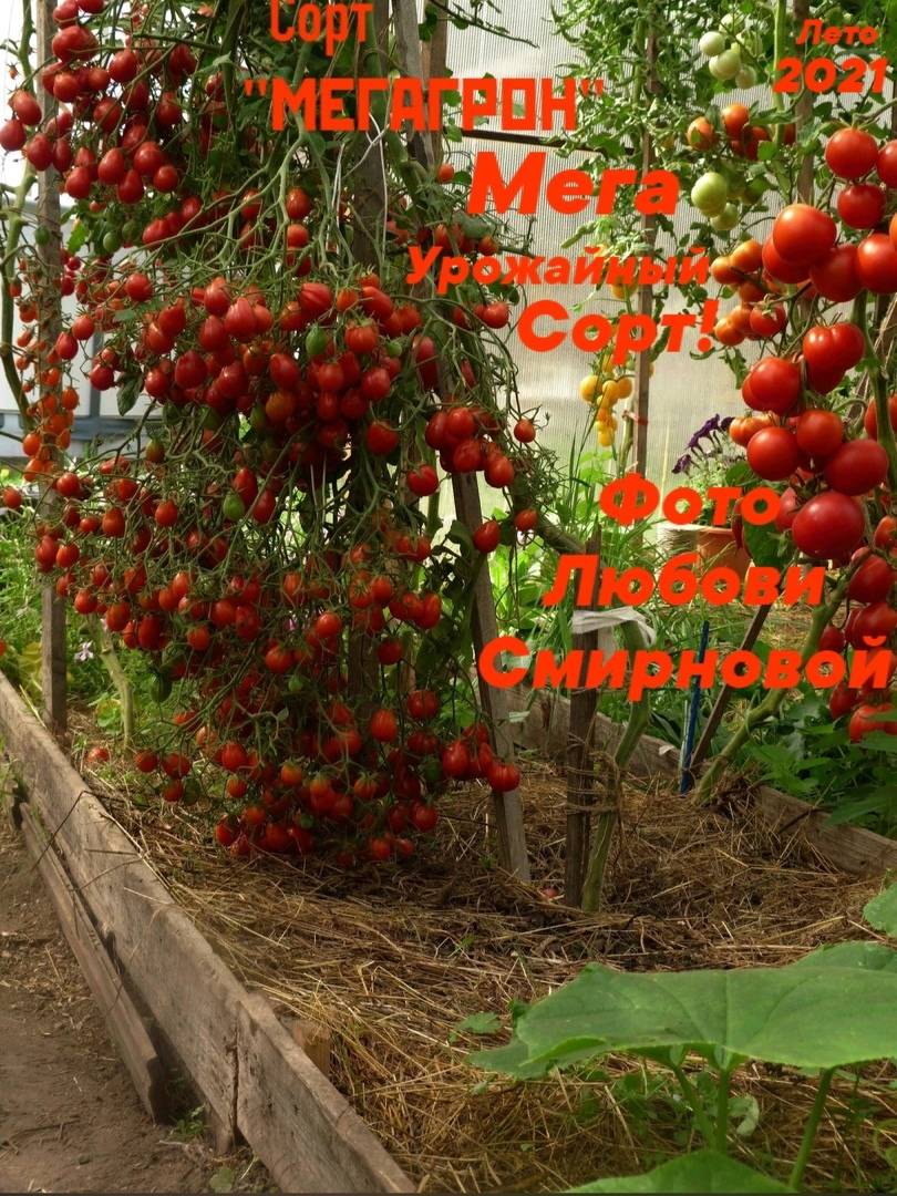 Рекомендации по выращиванию томата Мегагрон