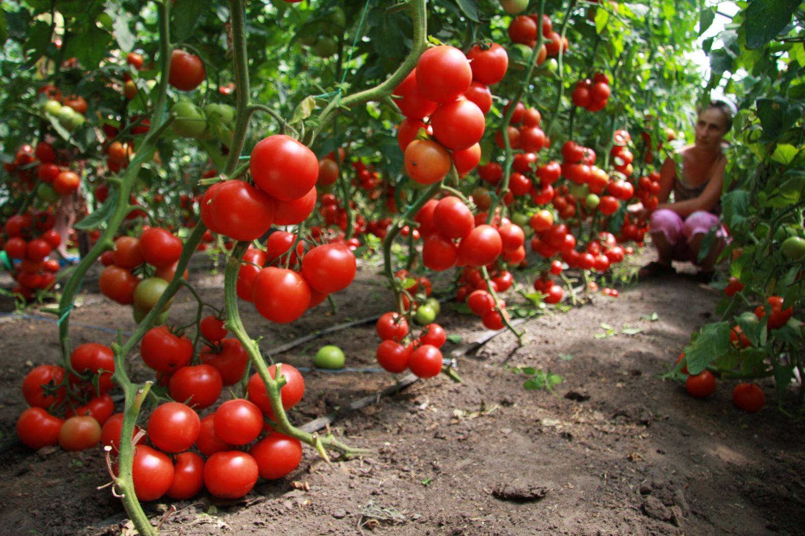 Как сажать помидоры в теплице