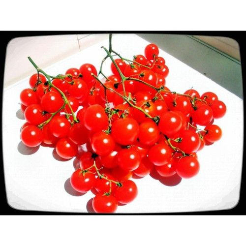 Описание томата Гигантская гроздь винограда, отзывы, фото
