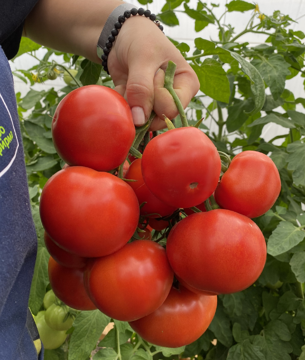 Выращивание томата Джордж Вашингтон, рекомендации по посадке и уходу