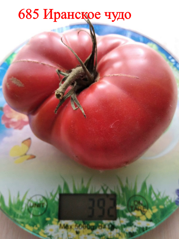 Описание и характеристика сорта томата Иранское чудо, отзывы, фото
