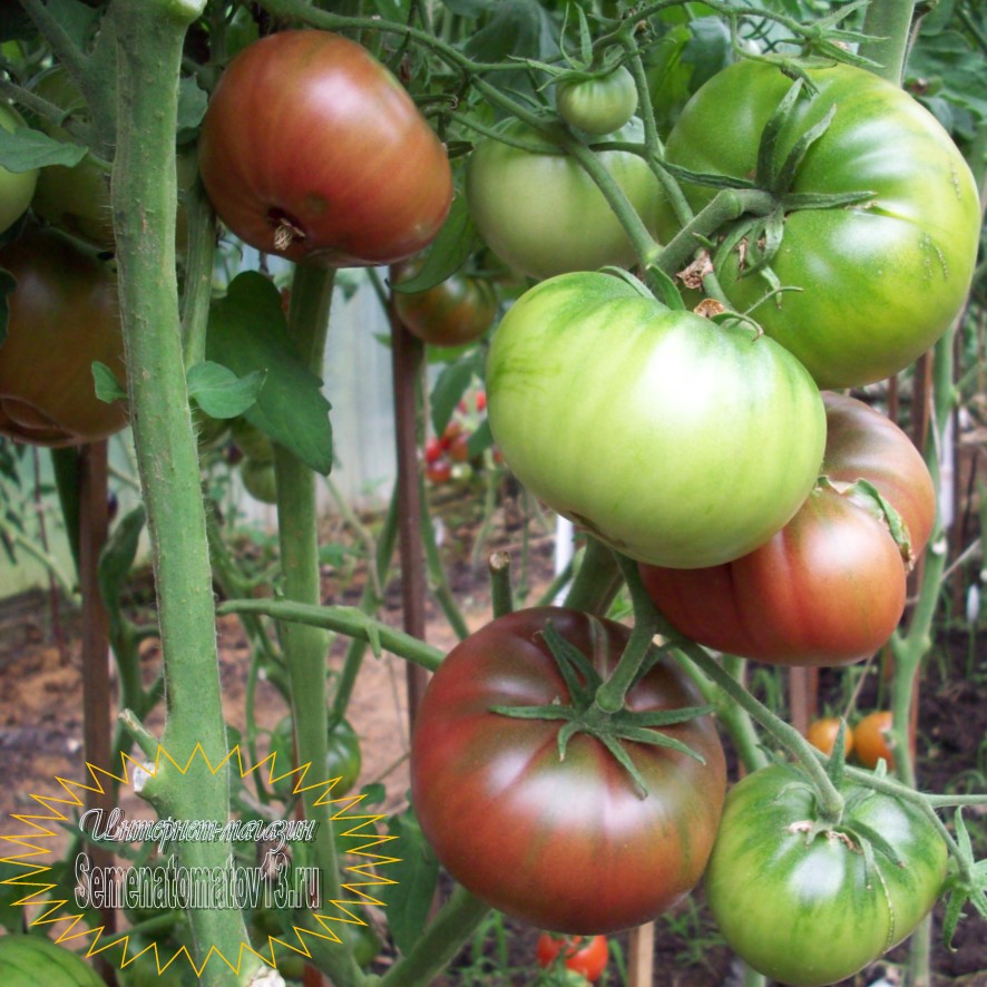 Томат Черная улыбка - это уникальный и разнообразный сорт томатов, который непременно привлечет внимание ценителей оригинальных овощей.