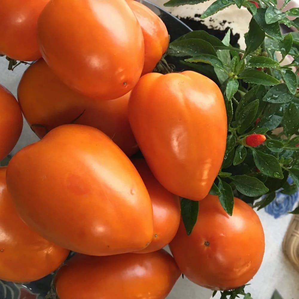 Видео: Сорт томатов Южный загар, обзор