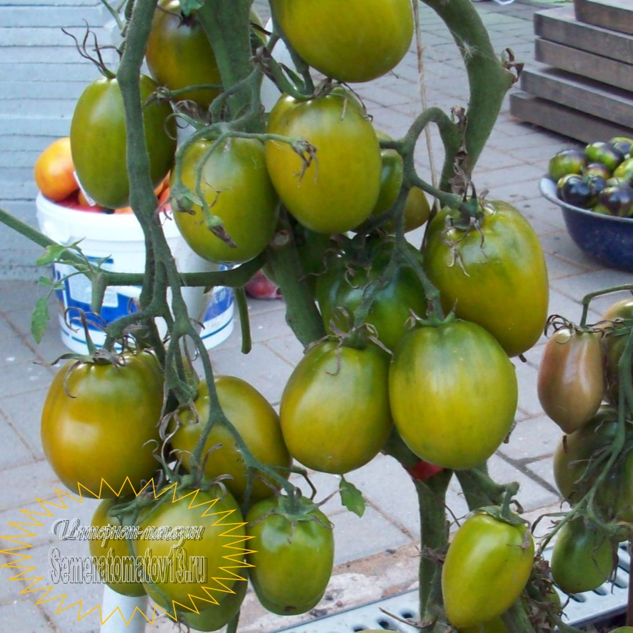 Описание и характеристика сорта томата Зеленые бомбы, отзывы, фото