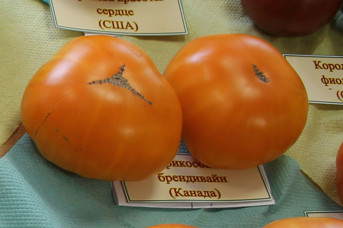 Описание томата Брендивайн абрикосовый, отзывы, фото