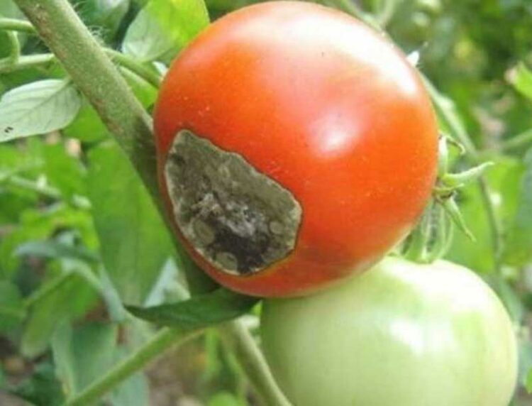 Вершинная гниль томатов