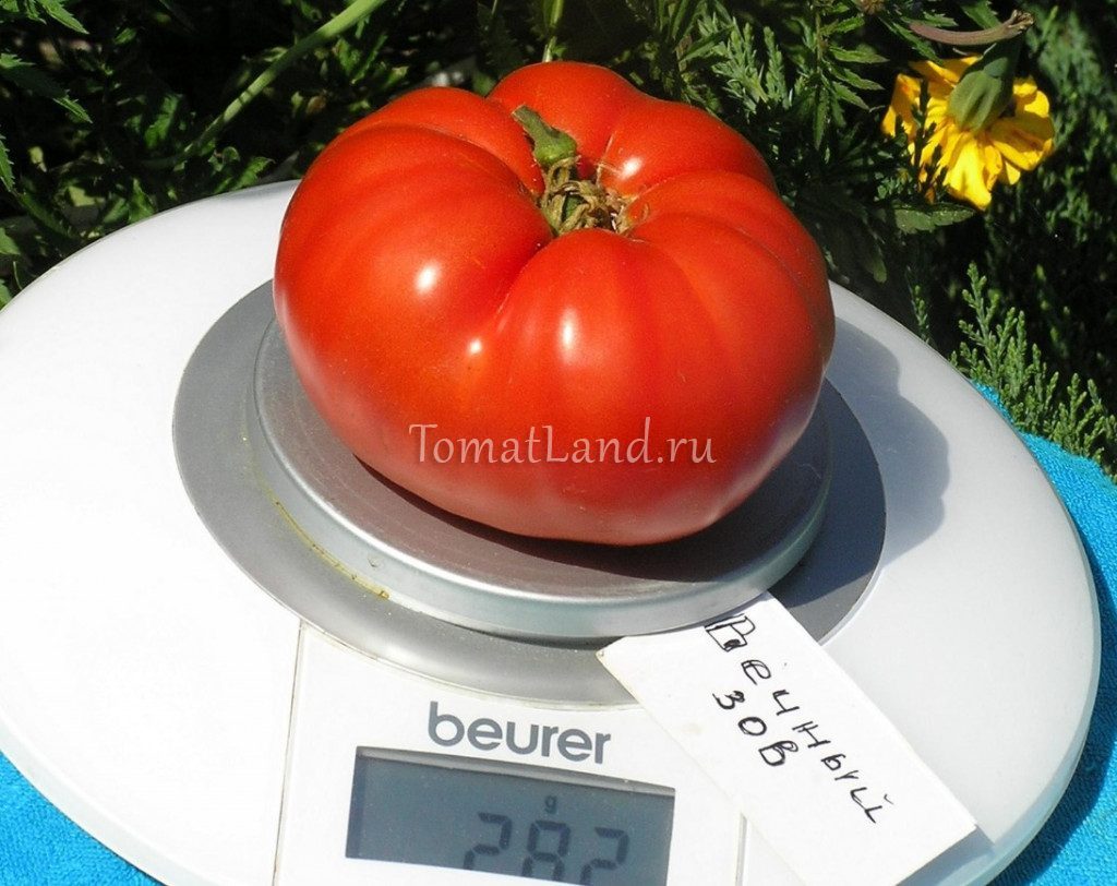 Видео: Сорт томатов Вечный зов, обзор