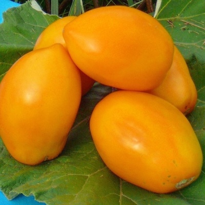 Особенности выращивания томата Ослиные уши